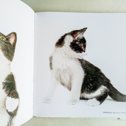 Kittenhood: Life-size Portraits of Kittens in Their First 12 Weeks